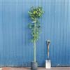 Vivaio di Castelletto Mimosa Acacia dealbata pianta in vaso Ø22 h. 180/200 cm Vivaio di Castelletto