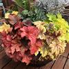 Generic Heuchera semi di semi esotici tagliati giardino Copertura perenne resistente decorativi selvatici 80pcs