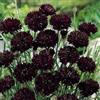 Generic Semi di fiordaliso- Nero- 50 Semi - 50% di sconto sulla vendita