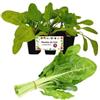 P. Piantine da Orto | Erbette, Pianta da Orto o Balcone, Pronta al Trapianto, Kit da 6 Piantine, Pianta Vera da Esterno, Vivaio Italiano