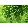 SVI Sophora japonica (giapponese Pagoda Albero o cinese Scholar Albero) 40 semi