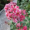 le Georgiche Vivai le Georgiche - Pianta vera di Lagerstroemia indica Berlingot Menthe - vaso Ø 18 cm