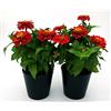 POWERS TO FLOWERS - ZINNIA ROSSA, 2 PIANTE VASO 13CM, pianta vera