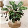 GardenersDream Calathea Medaglione, grande pianta da interno, sempreverde, alta e rara.