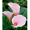 Generic 25 pezzi di Calla Lilly