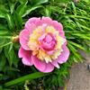 Generic bulbi di peonie resistenti, da esterno peonia to in giardino primaverili decorazione 4pcs