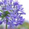 Generic semi di agapanto, semi recisi da giardino roccioso vecchie varietà come ospiti rare luoghi 150pcs