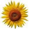 Generico Semi di Girasole Gigante 10g | Semi da Orto e Giardino ad Alta Germinazione | Ideali per Coltivazione in Vaso e Terra | Fiori Ornamentali Giganti Facili da Coltivare