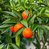 Generico Pianta da Frutto in Fitocella, 2 Anni, Altezza 150 cm, Resistente, per Balconi Terrazze e Piccoli Giardini 1 PIANTA DI (CLEMENTINO APIRENO)