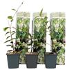 Plant in a Box - Gelsomino Toscano - Set di 3 - Bianco - Gelsomino Stella - Gelsomino Italiano - Vaso 9cm - Altezza 25-40cm