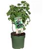 Vivaio di Castelletto Ribes nero Ribes nigrum Titania frutti di bosco pianta in vaso ø18 cm Vivaio di Castelletto