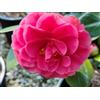 Vivaio di Castelletto Camelia giapponese "Camellia Japonica", 3 piante in vaso ø 9 cm, Camelia pianta vera, Vivaio di Castelletto
