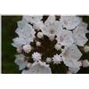 Seeds & Plants Shop by Ipsa Pezzi - 10x Kalmia Latifolia Breitblättrige Lorbeerrose Giardino Piante - Seme B1175 - Seeds & Plants Shop by Ipsa