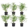 Bloomique - Set di 6 - Fargesia rufa - Pianta di bambù - Non invadente - Resistente al freddo - Sempreverde - Piante da giardino - Alte 20-30 cm - Vaso da 10 cm