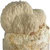 Hawlik Pilzbrut spawn di funghi, Kit per la coltivazione del fungo Criniera di Leone e Hedgehog Beard per la casa, Hericium erinaceus BIOLOGICA, per principianti e avanzati