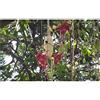 Seeds & Plants Shop by Ipsa Pezzi - 10x Kigelia Africana Albero Della Salsiccia Giardino Piante - Seme B2140 - Seeds & Plants Shop by Ipsa
