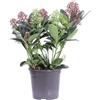 eGarden.store Pianta di Skimmia Japonica diverse varietà e colori pianta ornamentale da esterno pianta vera con bacche venduta da eGarden.store (Finchy v.15 cm)