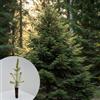 Vivaio di Castelletto Abete Rosso, Picea Abies Peccio, Pianta in Vaso1 litro h 40/60 cm Albero di Natale Vivaio di Castelletto