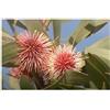 Seeds & Plants Shop by Ipsa Pezzi - 5x Hakea Laurina Puntaspilli Giardino Piante - Seme B2096 - Seeds & Plants Shop by Ipsa