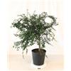 Generico Pianta di LIMONE CAVIALE ROSA Fingerlime Citrus Australasica - in vaso: Ø 22 cm - H. 80/90 cm