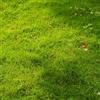 Generic semi di prato, zoysia autunno a germinazione rapida, le da giardino roccioso sono resistenti Le da giardino sono perenni 2000pcs
