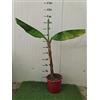Generico Vivaio Garden Forest Pianta Banano Musa Acuminata Red Dacca Rosso