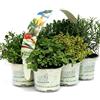 Amori e aromi Piante di erbe aromatiche in vaso (6)