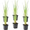 Bloomique - Set di 6 - Typha Latifolia - Tifa Maggiore - Mazza Sorda - Pianta da Stagno - Resistente al Freddo - Zona 2-3 - Alta 15-25 cm - Vaso 9 cm