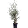 eGarden.store Pianta di Quercia Da Sughero Pianta di Quercus Suber pianta da esterno cespuglio di Quercia da Sugero pianta ornamentale cespuglio di Quercus Suber pianta vera venduta da eGarden.store (Vaso 24 cm)