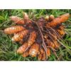 Generic 20 grani di curcuma Curcuma Longa grani facili da coltivare in giardino pots grani spedizione gratuita: multicolore