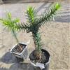 Generic semi di araucaria - resistenti all'esterno di araucaria araucana, gione da giardino resistenti 15pcs