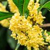 le Georgiche Vivai le Georgiche - Pianta vera di Osmanthus fragrans - vaso Ø 18 cm