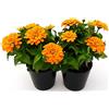 POWERS TO FLOWERS - ZINNIA ARANCIONE, 2 PIANTE VASO 13CM, pianta vera