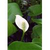 SVI 5 Semi di Calla Palustris Hardy Water Calla