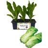 P. Piantine da Orto | Radicchio Pan di Zucchero, Kit 9 Piantine, Pianta Pronta per il Trapianto, Pianta Vera da Orto, da Balcone e da Esterno, Vivaio Italiano