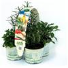 Amori e aromi Piante di erbe aromatiche in vaso (8)