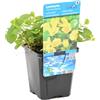 Bloomique - Lysimachia Nummularia - Pianta Ornamentale Moneta - Pianta Acquatica - Pianta da Stagno - Resistente al Freddo - Alta 10-20 cm - Vaso 9 cm