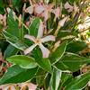 le Georgiche Vivai le Georgiche - Pianta vera di Trachelospermum jasminoides Star of Milano - Rhynchospermum jasminoides 'Star of Milano' - Falso gelsomino, Rincospermo - diametro vaso Ø 15 cm