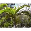 Seeds & Plants Shop by Ipsa Pezzi - 10x Hyophorbe Lagenicaulis Palma Bottiglia Giardino Piante - Seme ID1769 - Seeds & Plants Shop by Ipsa