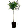 Generico Pianta di SOLANUM RANTONETTI blu ad alberello in vaso 18 cm FOTO REALE AMDGarden