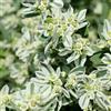 Generic Semi di Euphorbia Marginata, semi di aromatiche, di prodotti sostenibili giardino sul balcone per luoghi soleggiati 450pcs