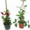 VANDAS Dipladenia - Rampicante Sempreverde | Vaso 14 cm | Fioritura Estiva Abbondate | Colori Assortiti | Made in Italy