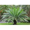 Generic Dioon Spinulosum Giant Mexican Cycas Giant Dioon 1 fresh seed Rare !!!
