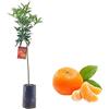 Generico Pianta da Frutto in Fitocella, 2 Anni, Altezza 150 cm, Resistente, per Balconi Terrazze e Piccoli Giardini 1 PIANTA DI (MANDARINO)