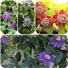 Generic semi di passiflora - giardino resistenti balcone in vaso perenni 600pcs