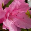 le Georgiche Vivai le Georgiche - Pianta vera di Azalea Encore Sweetheart Serie Encore® Rododendro 'Sweetheart' - vaso Ø 19 cm