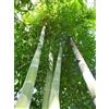 Generic - bambù gigante (Dendrocalamus giganteus) - 50 semi