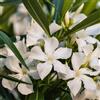 Vivaio di Castelletto Oleandro a cespuglio Bianco Nerium Oleander pianta in vaso ø24 cm h. 100/150 cm Vivaio di Castelletto