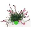 POWERS TO FLOWERS - SCAEVOLA ROSA, 3 PIANTE VASO 14, piante vere
