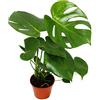 exotenherz Monstera deliciosa - window leaf - 12cm pot - about 30-35cm high